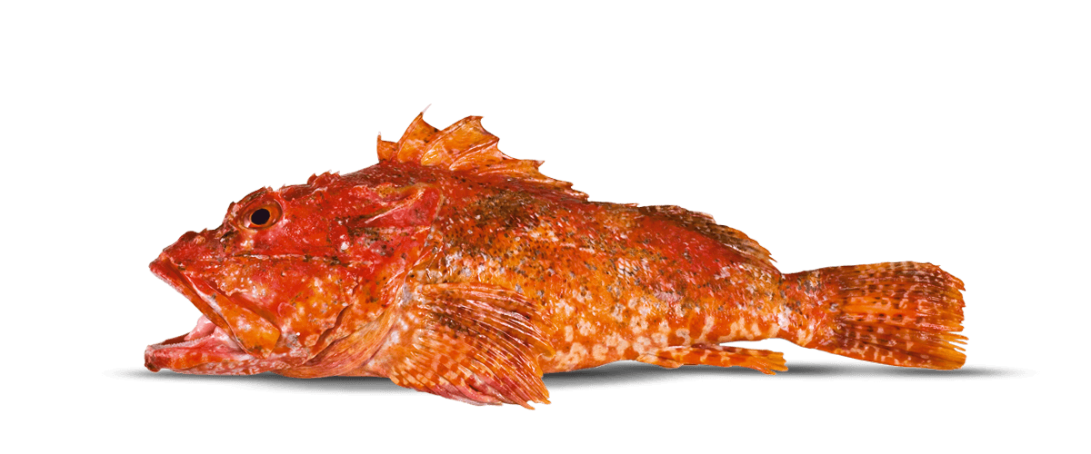 Red Scorpionfish